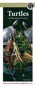 cover of turtles brochure