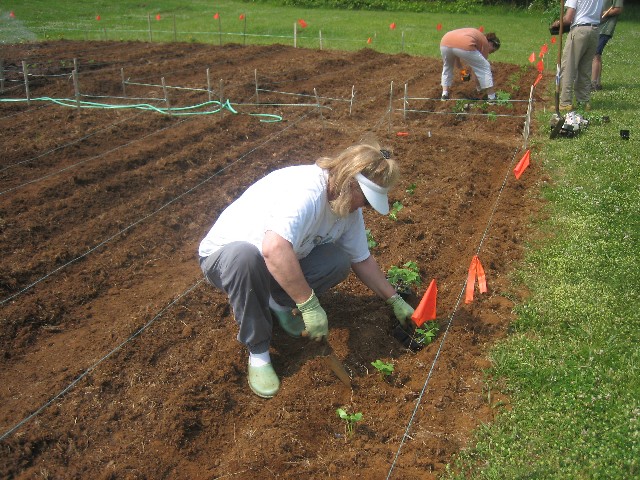 Volunteers work in the garden