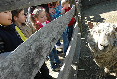 Children discover a farm animal at Longstreet Farm