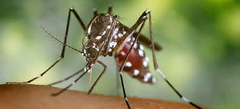 Mosquito