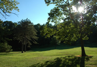 Beautiful trees in Monmouth County